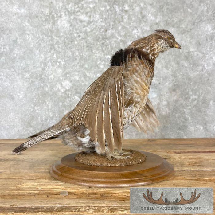 Ruffed Grouse Taxidermy Bird Mount For Sale