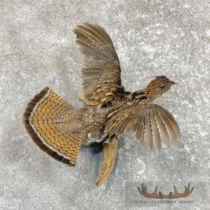 Ruffed Grouse Taxidermy Bird Mount Taxidermy