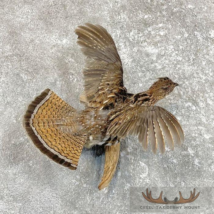 Ruffed Grouse Taxidermy Bird Mount For Sale