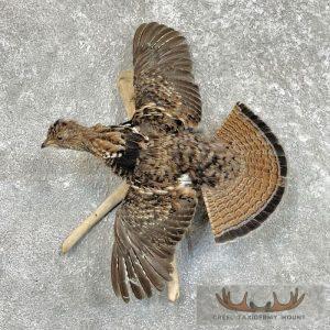 Ruffed Grouse Taxidermy Bird Mount Taxidermy