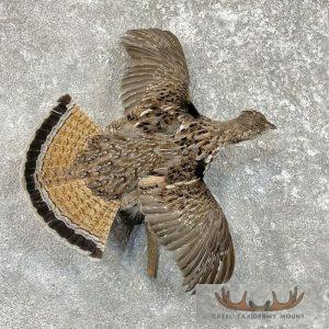 Ruffed Grouse Taxidermy Bird Mount Taxidermy