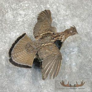 Ruffed Grouse Taxidermy Bird Mount Taxidermy
