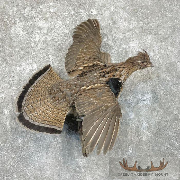 Ruffed Grouse Taxidermy Bird Mount For Sale