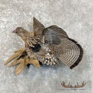 Ruffed Grouse Taxidermy Bird Mount Taxidermy