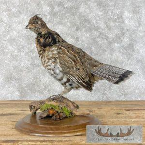 Ruffed Grouse Taxidermy Bird Mount Taxidermy