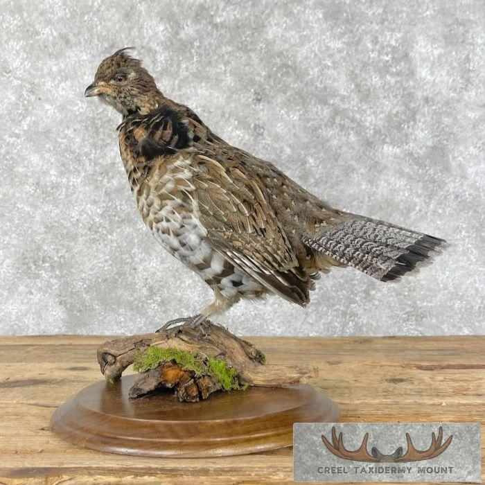 Ruffed Grouse Taxidermy Bird Mount For Sale
