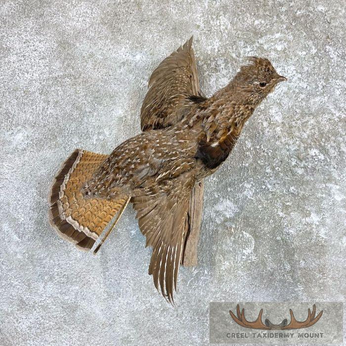 Ruffed Grouse Taxidermy Mount For Sale