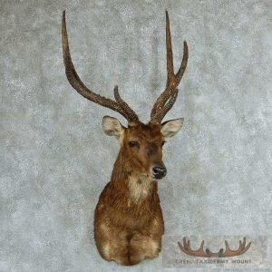 Rusa Deer Taxidermy Shoulder Mount Taxidermy