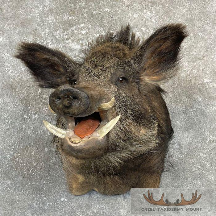 Russian Boar Taxidermy Shoulder Mount For Sale - Creel Taxidermy