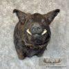 Russian Boar Taxidermy Shoulder Mount For Sale