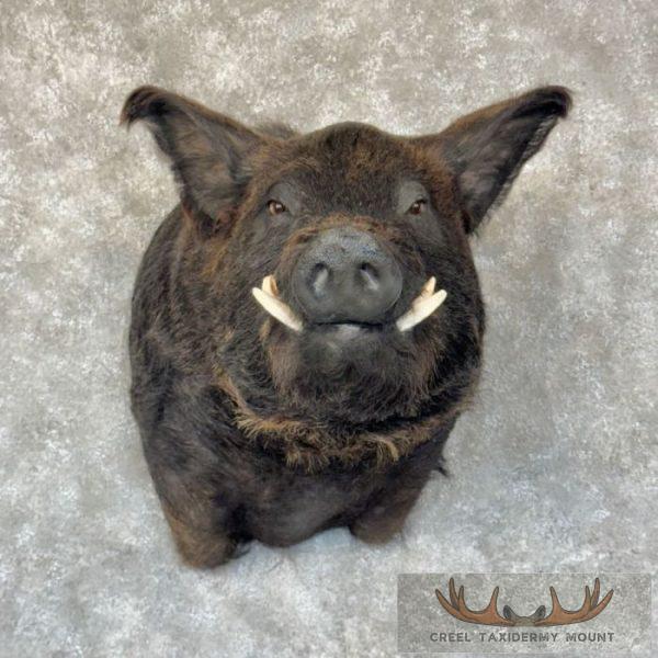 Russian Boar Taxidermy Shoulder Mount For Sale