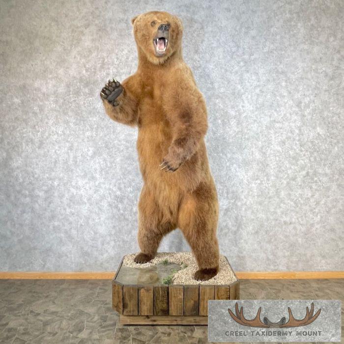 Russian Brown Bear Life-size Taxidermy Mount For Sale