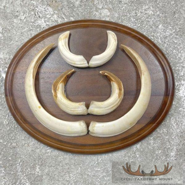 Russian Razorback Tusk Display For Sale