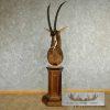 African Sable Antelope Pedestal Mount