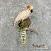 Salmon-Crested Cockatoo Taxidermy Bird Mount for Sale