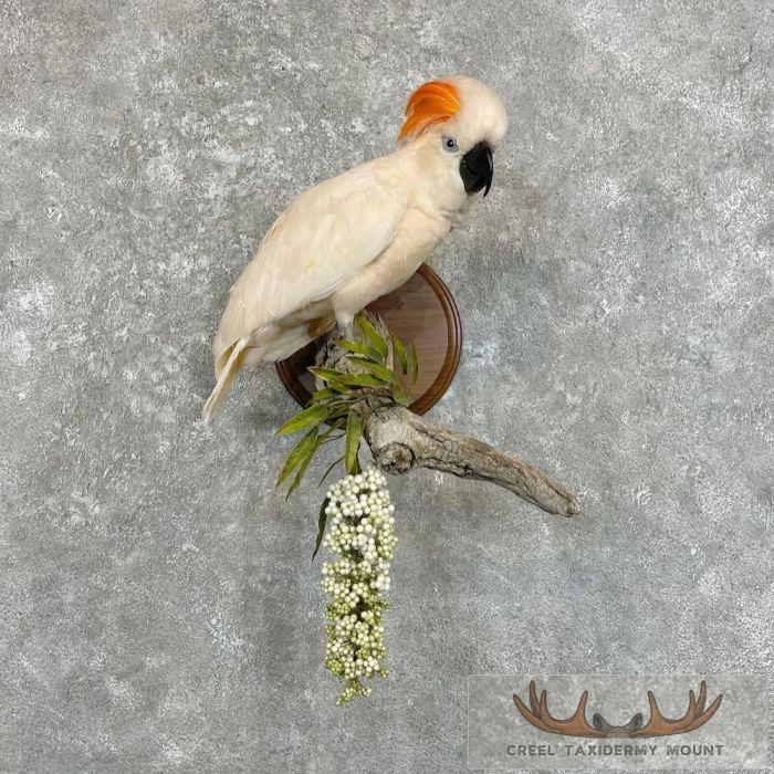Salmon-Crested Cockatoo Taxidermy Bird Mount for Sale