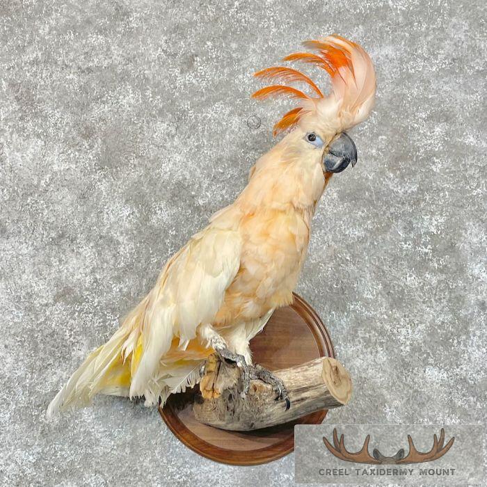 Salmon-Crested Cockatoo Taxidermy Bird Mount for Sale