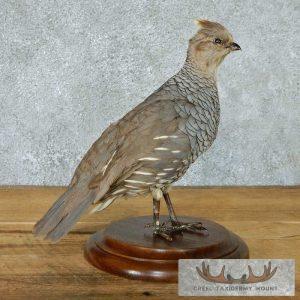 Standing Scaled Quail Mount