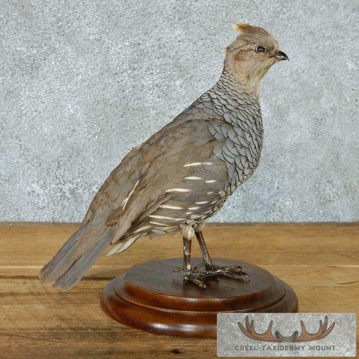 Standing Scaled Quail Mount