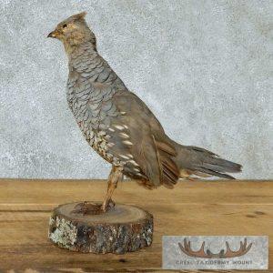 Standing Scaled Quail Mount