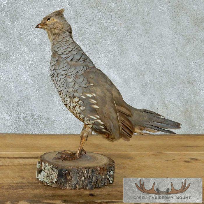 Standing Scaled Quail Mount