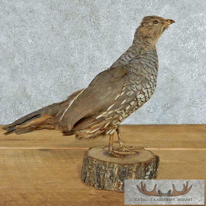 Standing Scaled Quail Mount