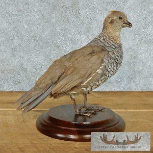 Standing Scaled Quail Taxidermy Mount Taxidermy