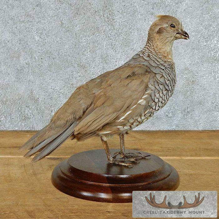 Standing Scaled Quail Taxidermy Mount For Sale