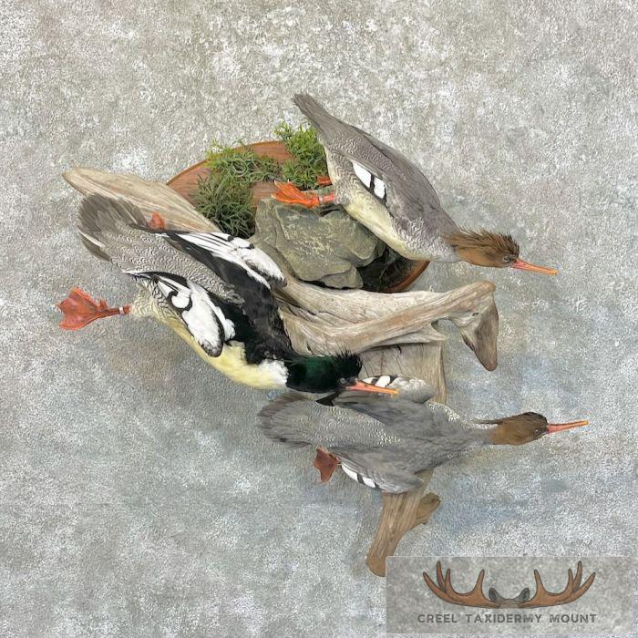 Scaly-Sided Merganser Duck Taxidermy Bird Scene For Sale