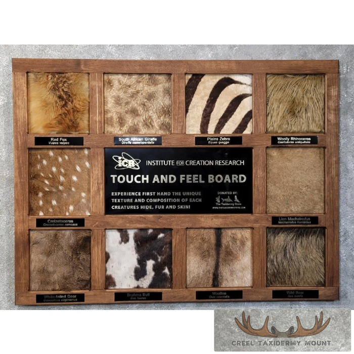 Interactive Learning Real Hide and Fur Display Board - Creel Taxidermy