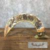Scrimshaw Hippopotamus Tooth Safari Decor For Sale