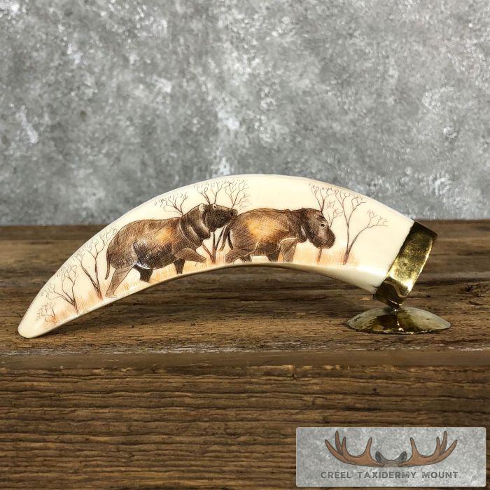 Scrimshaw Hippopotamus Tooth Safari Decor For Sale