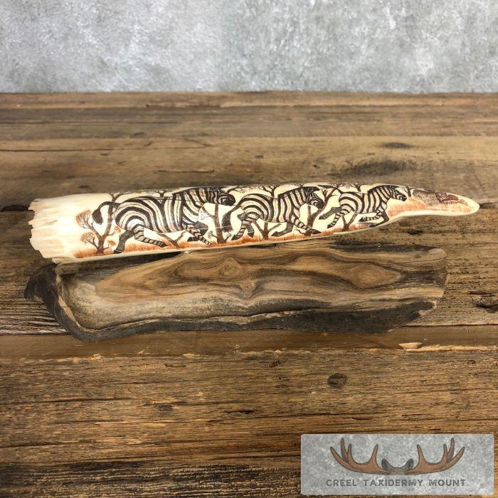 Scrimshaw Hippopotamus Tooth Safari Decor For Sale