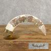 Scrimshaw Hippopotamus Tooth Safari Decor For Sale