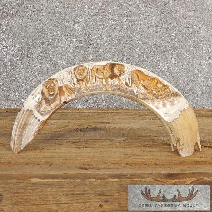 Scrimshaw Hippopotamus Tooth Safari Decor For Sale