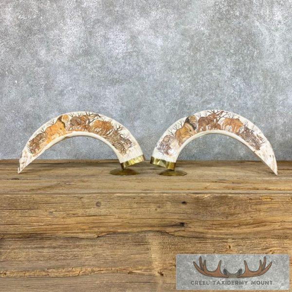 Scrimshaw Hippopotamus Tooth Pair Safari Decor For Sale
