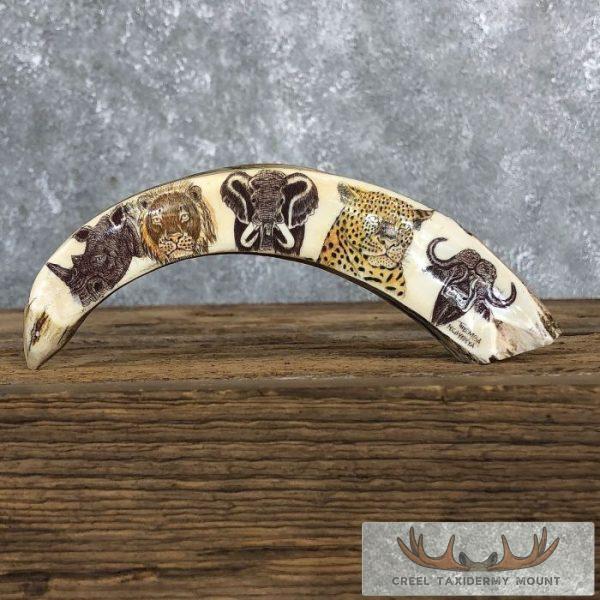 Scrimshaw Warthog Tooth Safari Decor For Sale