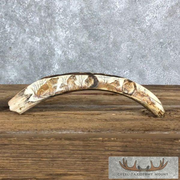 Scrimshaw Warthog Tooth Safari Decor For Sale