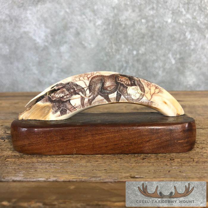 Scrimshaw Warthog Tooth Safari Decor For Sale