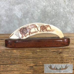 Scrimshaw Warthog Tooth Safari Decor Taxidermy