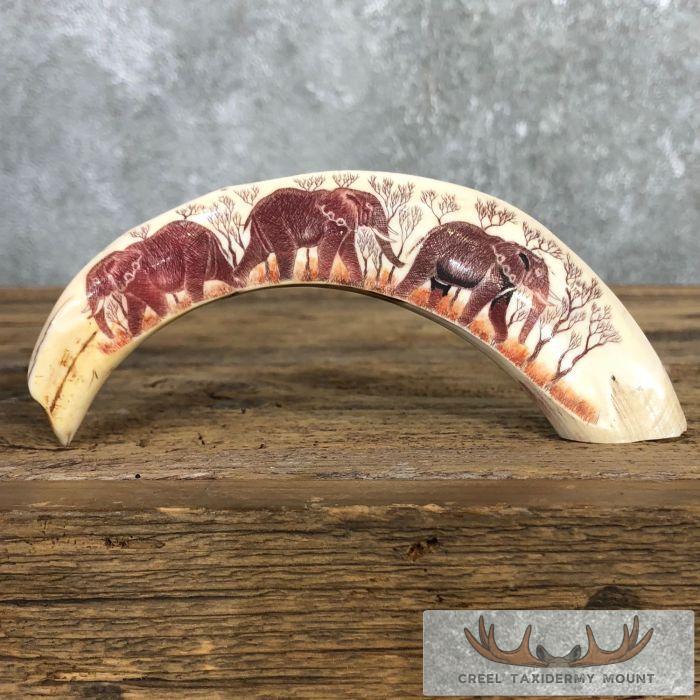 Scrimshaw Warthog Tooth Safari Decor For Sale