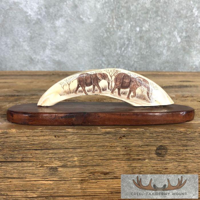 Scrimshaw Warthog Tooth Safari Decor For Sale