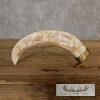 Scrimshaw Warthog Tooth Safari Decor For Sale