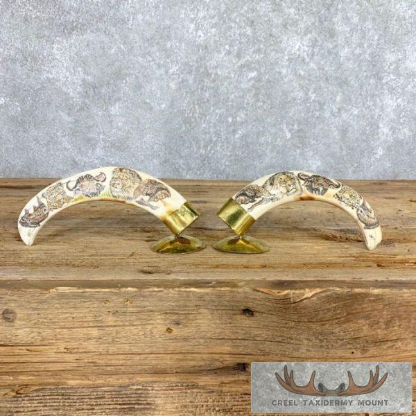 Scrimshaw Warthog Tooth Set Safari Decor For Sale