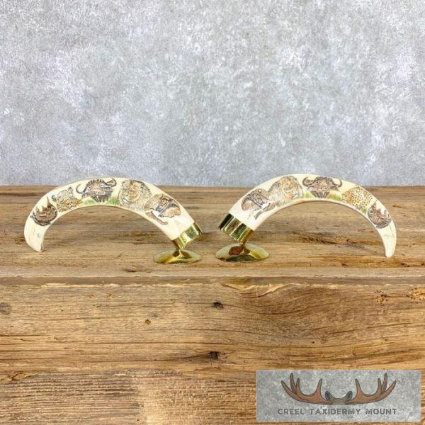Scrimshaw Warthog Tooth Set Safari Decor For Sale