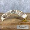Scrimshaw Warthog Tooth Safari Decor For Sale
