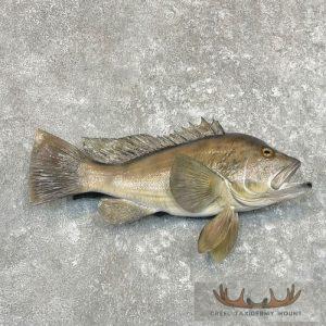 Sea Bass Taxidermy Fish Mount Taxidermy