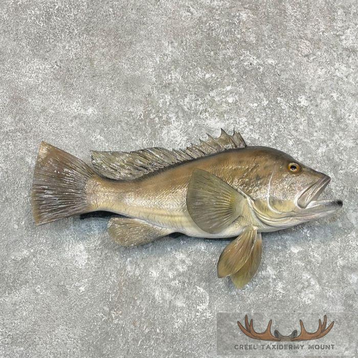 Sea Bass Taxidermy Fish Mount For Sale