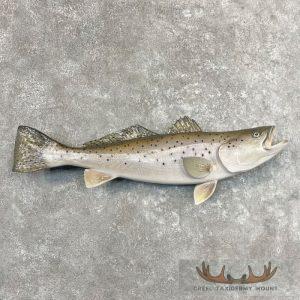 Sea Trout Taxidermy Fish Mount Taxidermy
