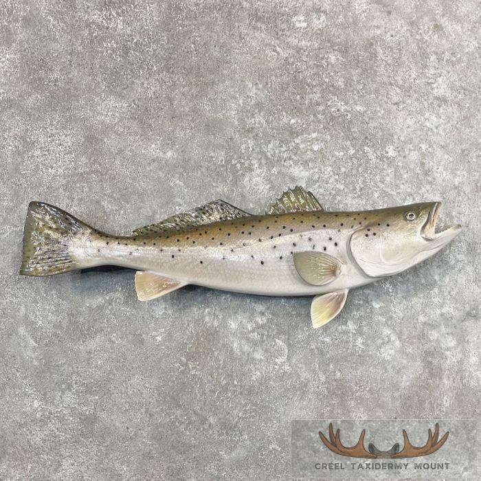 Sea Trout Taxidermy Fish Mount For Sale